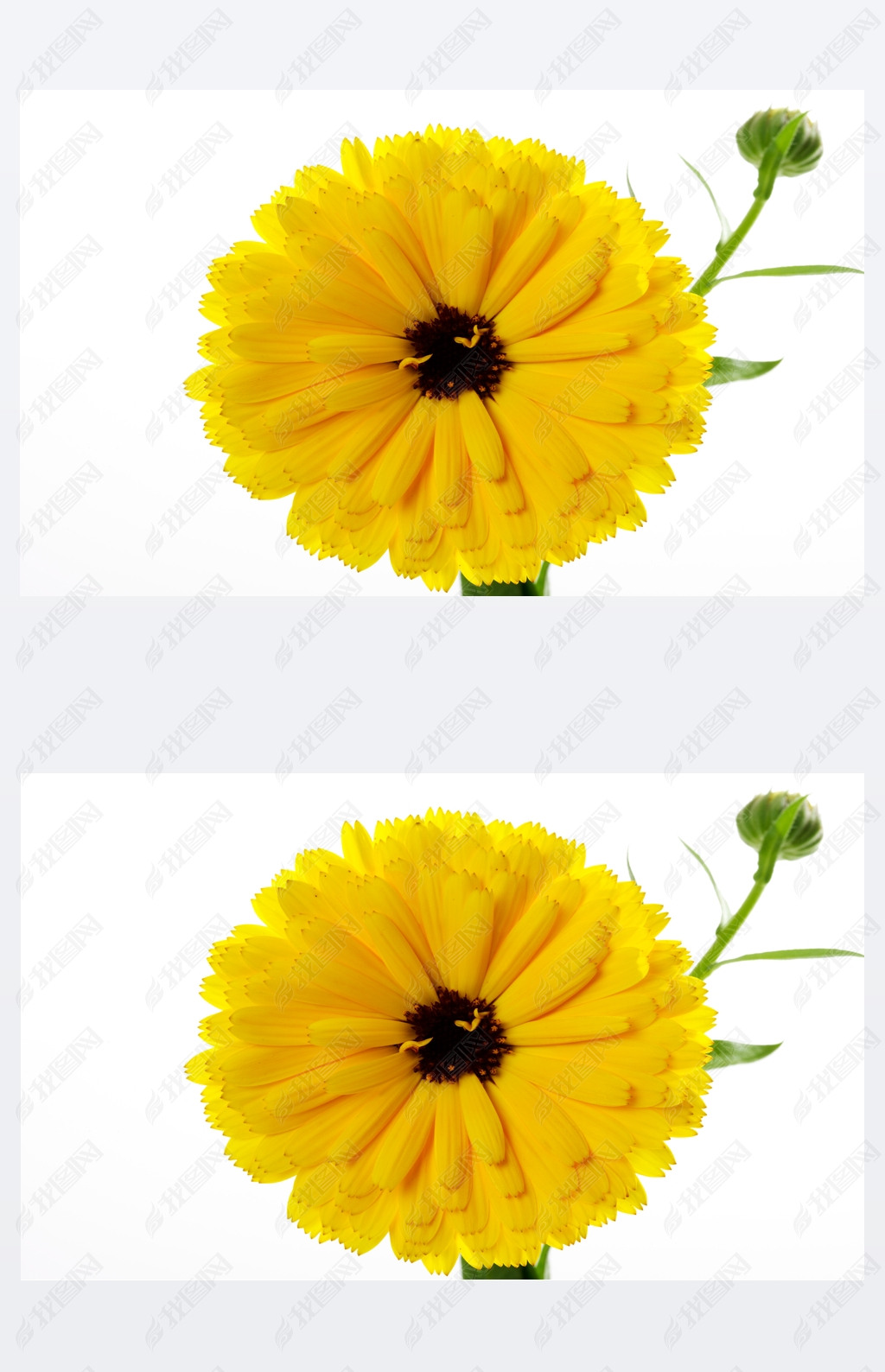 原创金盏花开花白色背景版权可商用