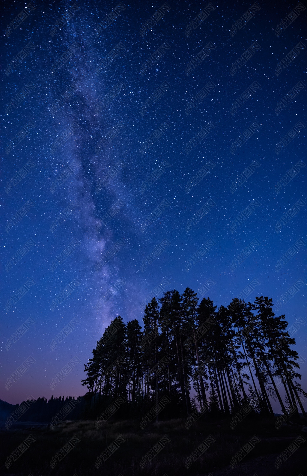 原创长时间曝光夜风景与银河系星系在高针叶树之上版权可商用