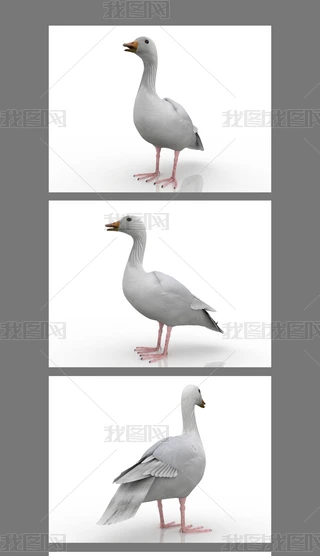 Z3Dģ