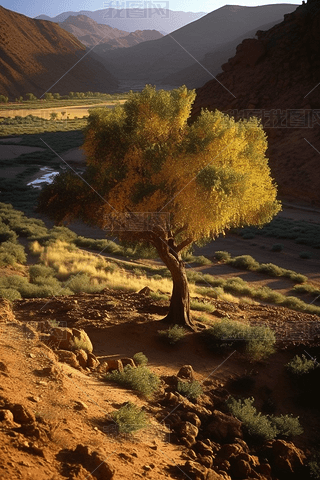 Atlas Moroco Africa Ground TreeNoboDadesɽ
