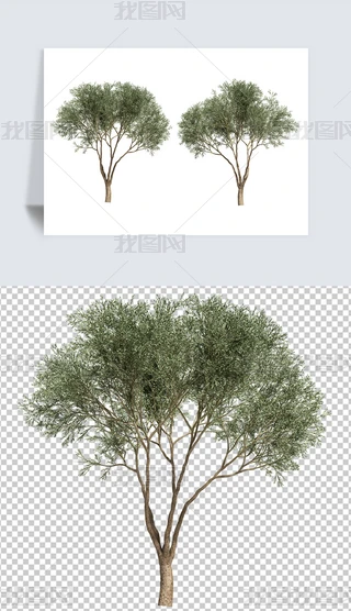 zӰ(sh)ϙľز