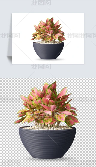 ۱Pd辰ֲز