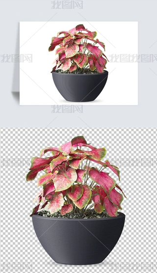 辰ˮֲز