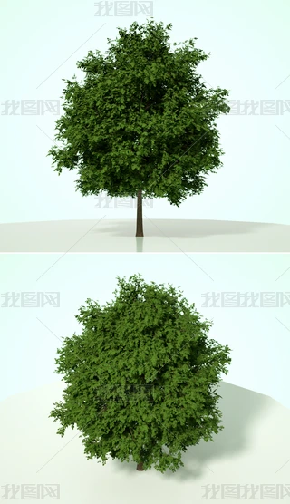 Gɫֲˇg(sh)ľC4Dģͺ|(zh)OCȾ24