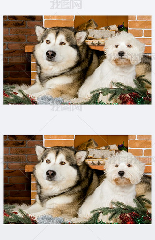 ˹ѩȮ  haigland ׹