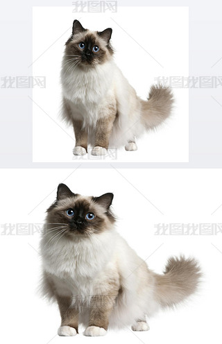 birman ؈11 ´ǰİɫ