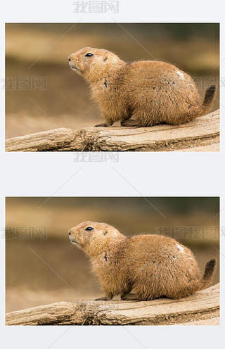 βԭԭȮ ludovicianus