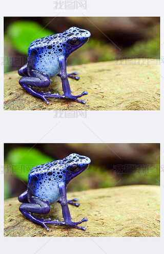 ̦Ц˦ ?˦? ĦǦ˦Ǧ?Ѧɦ ?ӦѦ֦?, azureus dendrobates, ҦӦ զԦҦɦ? ¦?ӦϦ? ̦ ͦ?æѦզ ?ѦϦ