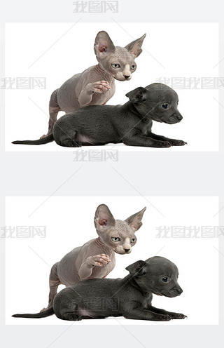С10 ϣsphyx С؈8 ڰɫǰc