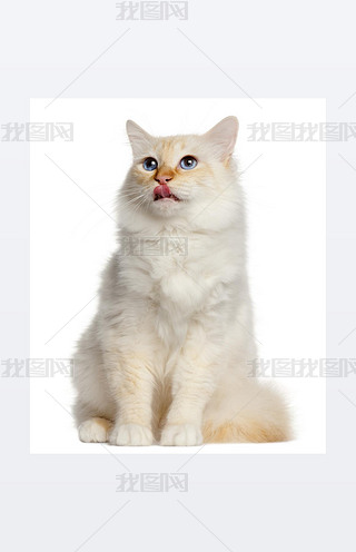birman ؈16 ´ǰİɫ