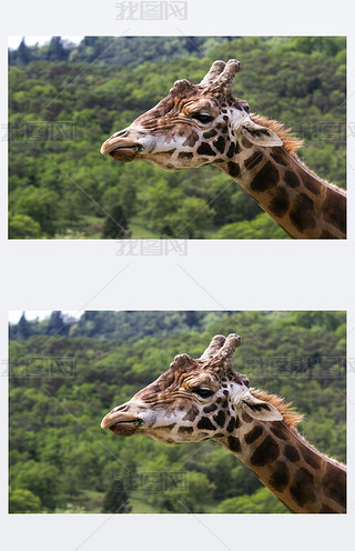 Li¹Li¹