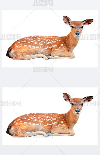 냺÷¹