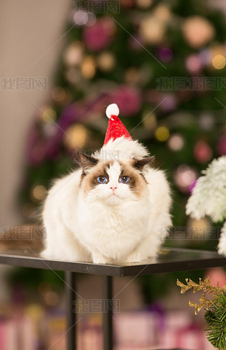 ؈ʥQɌ؈cYƷС؈ʥQڃȲ.