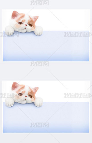 һֻС؈ 