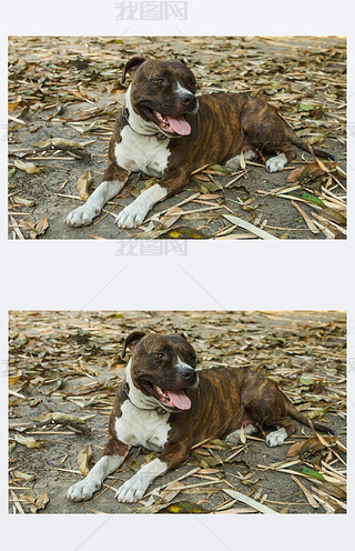 pitbull 