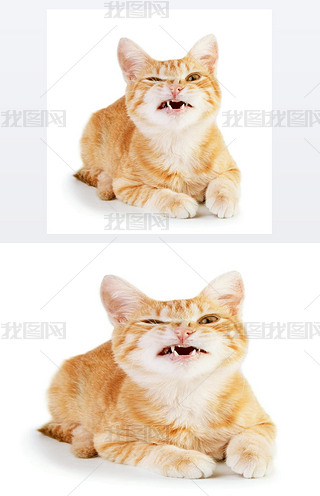 ŭ؈