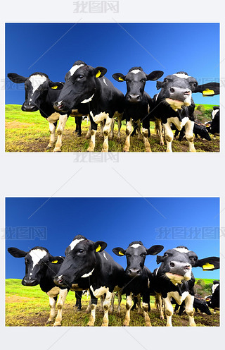 ţ