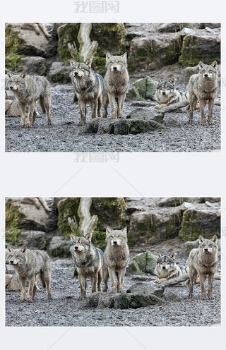ɭĻǼͥ