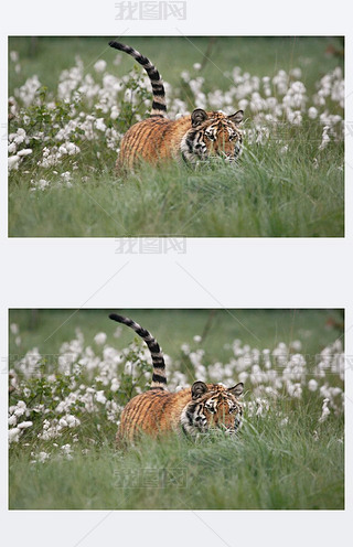 ԭϵPanthera tigris TigrisPanthera tigris altaica. 