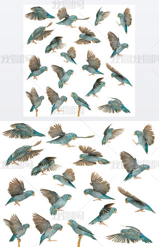 ̫ƽ parrotletforpus coelestisɫwеĽM