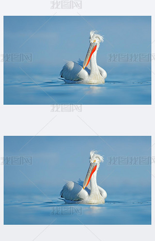 _R၆Y, Pelecanus ˾, ϣD Kerkini Palican ĳ, CĄԚW޴ȻҰ{ϵСBPalican LɫȠBw. 