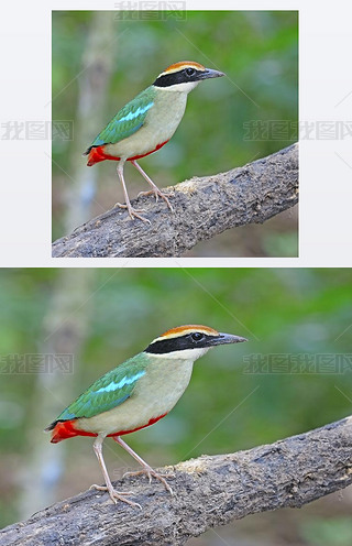 Ůpitta