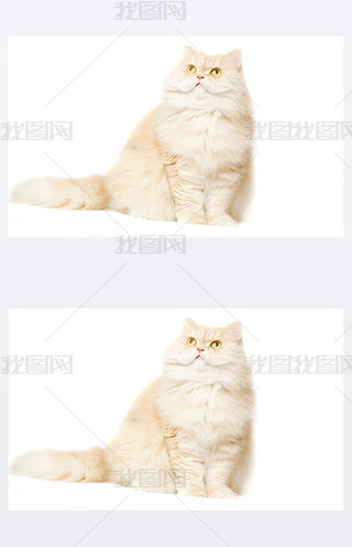 ɫϵļt؈