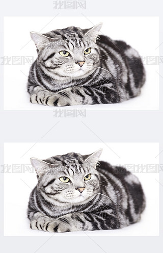 Beautiful Cat, British Shorthair