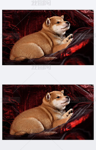 ƷN֥ȮС
