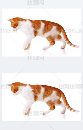 ɐȤ؈ 