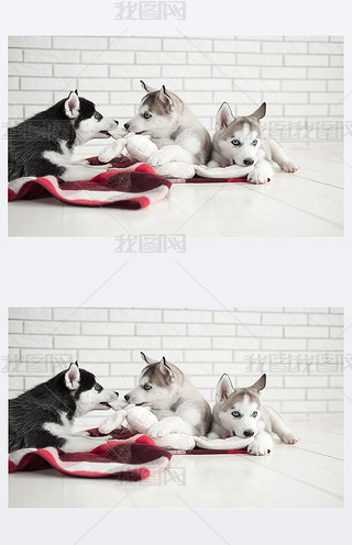 ɐ۵СкpĹʿС˯ڰɫı2018(bio)־