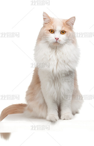 ɫ؈