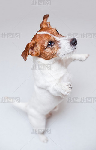 ܿ_ terrierthe ɫ