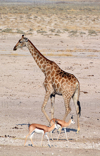L(zhng)i¹Giraffa camelopardalisһNżĵͺ(dng)ķɭ֮һɳ(gu)ҹ@Ǽ{ױȁһ(g)(gu)ҹ@. 