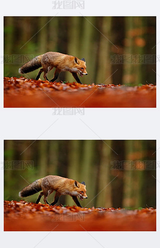Ȼ