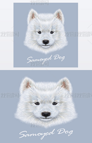 _ĪҮ¹ɐ۵Ęɐ۵İɫ eskimo spitz Samoyed С^񡣼ɫp옷ĬFëƤ_׹{ɫ^.