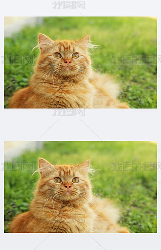 tl(f)Lë؈