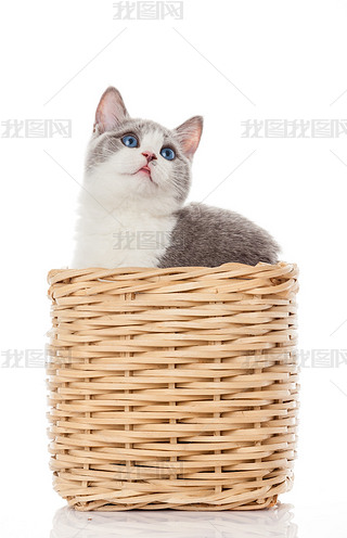 ڿеӢС؈ɫϵĿɐС؈ 