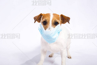 Jack Russell TerrierxڹﱻɫxCoronavirus ÿ˶횴֡ıoܝM