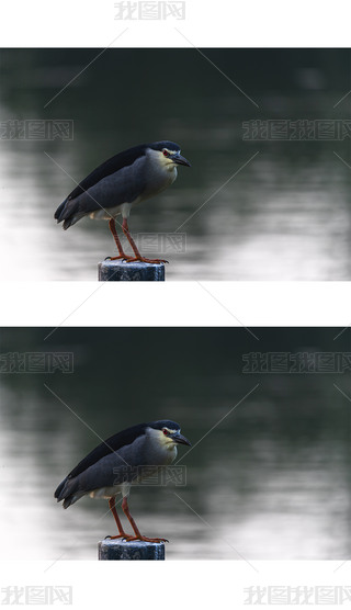 ΨҹDƬ
