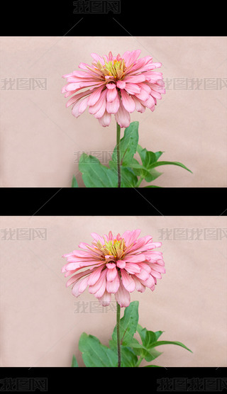 ۼtɫղݷ޾