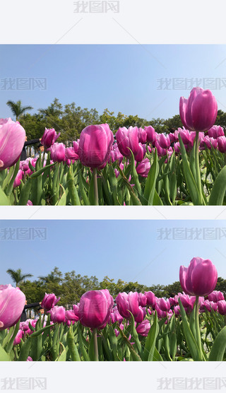 ɫΨtɫ㹫@ȻL(fng)ⴺ