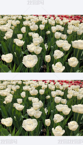 ɫΨɫ㹫@ȻL(fng)ⴺ