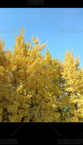 yﾰzD