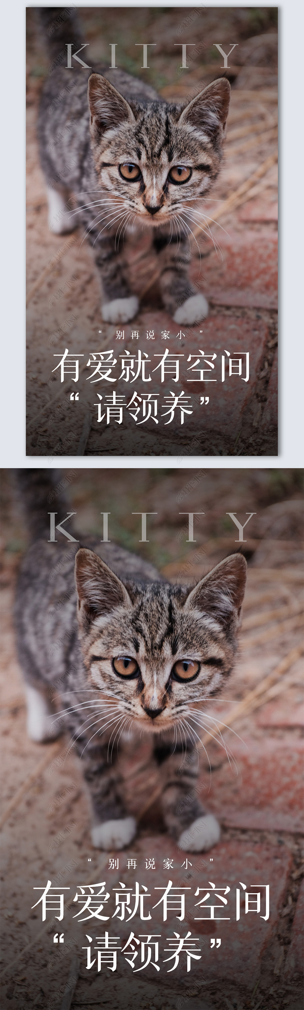 原创领养动物创意时尚摄影图海报模板设计版权可商用