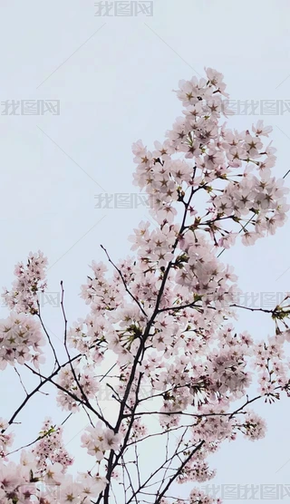 ѻ