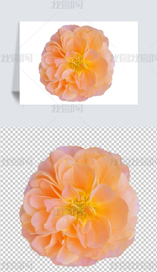 ɽ軨㙉ɫ¼õѻֲ⓸