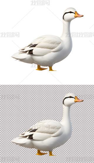 Сӄ^(1)