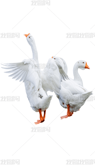 zӰۼݴZDز
