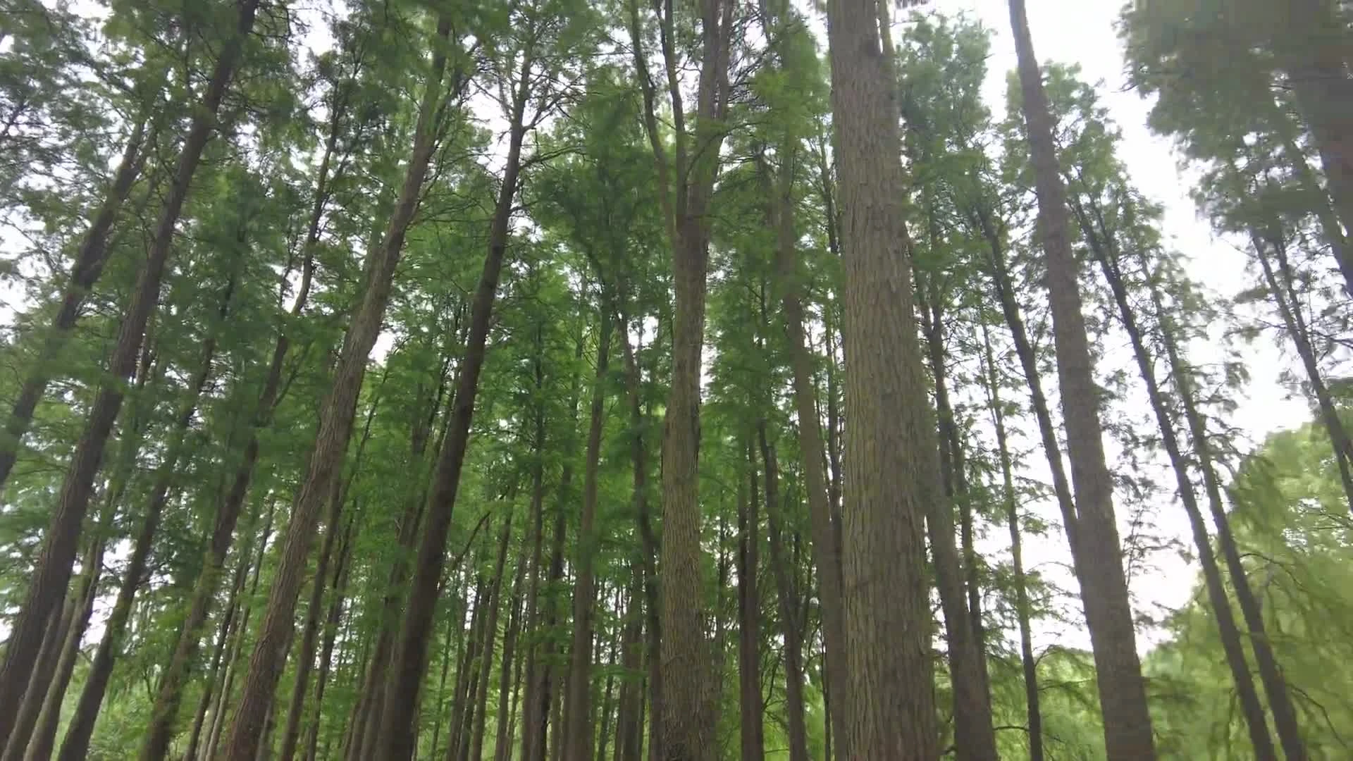 L^